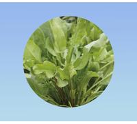 0,2grammes 200 Graines environ d'Oseille Large de Belleville (Grande Oseille) - Plante Vivace, Rustique et Très Productive - Goût Acidulé