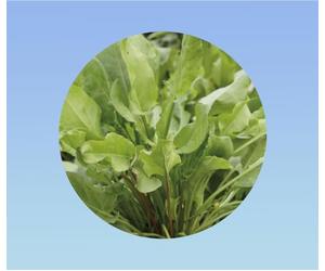 0,2grammes 200 Graines environ d'Oseille Large de Belleville (Grande Oseille) - Plante Vivace, Rustique et Très Productive - Goût Acidulé