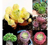 01: 100Pcs The Mountain Rose Aeonium Greenovia Semi Pianta grassa Fiori Ok 09
