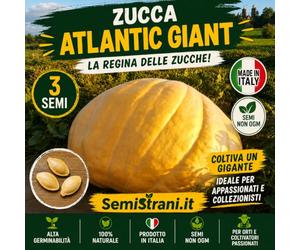 03 Graines de CITROUILLE GÉANTE ATLANTIC GIANT la PLUS GRANDE AU MONDE avec Génétique de Compétition + Guide de Culture