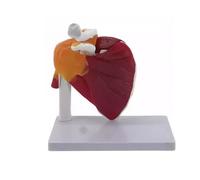 1:1 Modèle Articulation de Épaule/Hanche/Bras/Genou/Coude Musculaire Humain, Modèle Anatomique de Structure Articulaire Humaine(Shoulder joint)