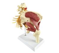 1:1 Nerfs Hip Joint Muscle Anatomie Modèle Amovible Mobile Fémur Head Product Manual Card For Medical Education Study