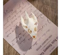 1/2/3/5/10 pièces véritable crâne artisanat tortue crâne pour bricolage Collection décorative éducatif taxidermie enseignement modèle affichage 10Pcs