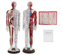 1/3 Life Size Human Acupuncture Model with English Version of Acupoint Instructions for Acupuncture Massage and TCM Education for Students & Professionals(MALE)
