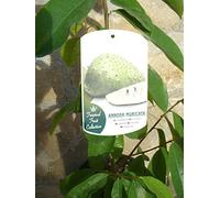 1 annona Muricata, plante à picots, env. 80-90 cm de haut.