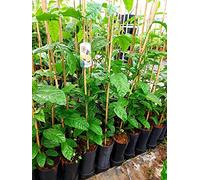 1 belle plante grimpante, maracuja comestible, passiflore, env. 145-160 cm de haut