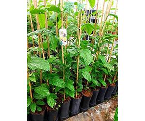 1 belle plante grimpante, maracuja comestible, passiflore, env. 145-160 cm de haut