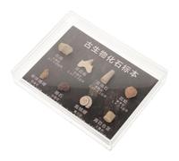 1 Boîte Échantillon Fossile de Collection, Portable, Décor Éducatif | Lot de Pierres Irrégulières, Accessoires pour Bricolage Diy, Légers, Enrichissent les Connaissances, pour Fête