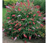 1 BUDDLEIA DE DAVID ROYAL RED | ARBUSTE À FEUILLES CADUQUES PLANTE DE JARDIN EN 17CM POT