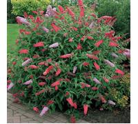 1 BUDDLEIA DE DAVID ""ROYAL RED"" ARBUSTE À FEUILLES CADUQUES PLANTE DE JARDIN RUSTIQUE EN POT