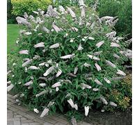 1 BUDDLEIA DE DAVID "WHITE PROFUSION" ARBRE AUX PAPILLONS ARBUSTE À FEUILLES CADUQUES EN POT