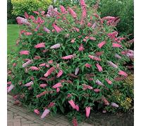 1 BUDDLEIA "PINK DELIGHT" ARBRE AUX PAPILLONS ARBUSTE À FEUILLES CADUQUES EN POT