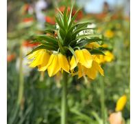 1 bulbe de Fritillaria imperialis ‘Lutea Maxima’ | Circonférence 20/24 cm | Bulbes provenant des meilleurs producteurs néerlandais | Sélection exclusive et contrôle qualité | Floraison garantie.