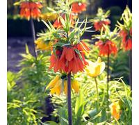 1 bulbe de Fritillaria imperialis ‘Rubra Maxima’ | Circonférence 20/24 cm | Bulbes provenant des meilleurs producteurs néerlandais | Sélection exclusive et contrôle qualité | Floraison garantie.