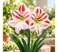 1 Bulbe d'Hippeastrum 'Clown' 26/28 (Amaryllis)