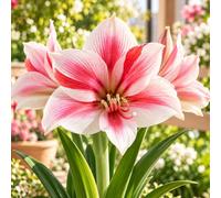 1 Bulbe d'Hippeastrum 'Gervase' 26/28 (Amaryllis)