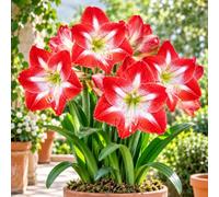 1 Bulbe d'Hippeastrum 'Minerva' 26/28 (Amaryllis)
