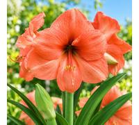 1 Bulbe d'Hippeastrum 'Rilona' 26/28 (Amaryllis)