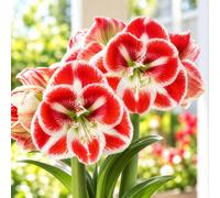 1 Bulbe d'Hippeastrum 'Samba' 26/28 (Amaryllis)