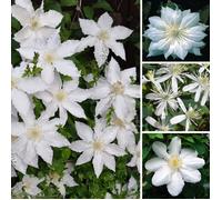 1 CLÉMATITE BLANCHE PLANTE GRIMPANTE FLORIFÈRE RUSTIQUE EN POT