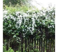 1 CLÉMATITE BLANCHE PLANTE GRIMPANTE FLORIFÈRE RUSTIQUE EN POT