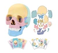 1 ensemble de modèle de crâne anatomique, puzzle de crâne d'anatomie humaine, mini modèle de crâne humain amovible, gel de silice