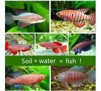 1 Ensemble Terre Magique + Eau = Poissons, Caviar, Réservoir Vivant, ¿Uf, Jouets D'éclosion Éducatifs Pour Animaux De Compagnie