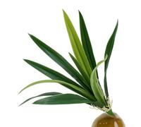 1 feuille d'orchidée artificielle, 45 cm, feuillage réaliste pour arrangements floraux, décoration en plastique pour maison, bureau, mariage (vert)