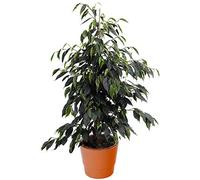 1 Ficus Danielle Plante à feuilles persistantes | Les meilleures plantes d’intérieur | Figuier pleureur en pot 30-40 cm