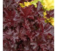 1 HEUCHERA 'CHOCOLATE RUFFLES' PLANTES VIVACES À FEUILLES SEMI-PERSISTANTES EN POT