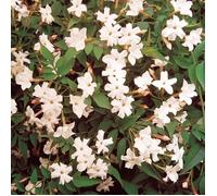 1 JASMINUM OFFICINALE JASMIN COMMUN ARBUSTE À FEUILLES CADUQUES PLANTE DE JARDIN EN POT
