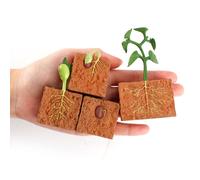 1 Jeu De Simulation Cycle De Vie Un Haricot Vert Cycle De Croissance Des Plantes Modèle Figurines Collection Science Jouets Éducatifs