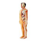 1 Jeu Modèle Squelette pour Enfants Corps Humain 3D Puzzle des Organes du Corps Jeu De Réflexion sur L'anatomie Squelette Humain Modèle De Corps Humain des Casse-tête Plastique Toyvian