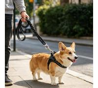 1 laisse élastique pour chien, laisse tactique pour chien, sangle de | Laisse tactique pour chien - Très résistante - Pour chiens de taille moyenne et grande - Anti-traction - Absorption des chocs