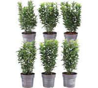 1 mètre linéaire de haie de fusain vert - Euonymus japonicus 'Green Spire' - Kit de plantation avec 6 plantes de haie rustiques - haie à feuilles persistantes