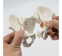 1 mini-squelette de bassin - Anatomie mobile de la hanche et du bassin - 15 x 13 x 7 cm