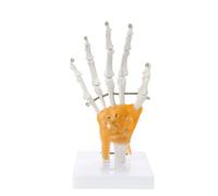 1. Modèle articulé de squelette de main avec articulations flexibles pour la formation médicale et l'étude de l'anatomie artistique, construction en PVC, structure osseuse réaliste
