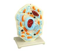 1. Modèle d'anatomie cellulaire animale Outil d'enseignement de la biologie avec mitochondries pour les études en salle de classe, biologie animale, science, anatomie pour l'étude