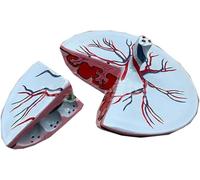 1 modèle de placenta et de cordon ombilical humain grandeur nature for les applications de santé, l'éducation et la formation en anatomie