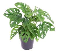 1 Monstera obliqua unique Monstera Monkey Leaf En pot Plante d'intérieur Dépolluante 20-30 cm