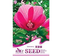 1 Original Pack, 25 semi/pack, Rosa Southern e Hibiscus moscheutos Disco e Hardy impianto enorme seme di fiore # A160