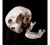 1 Pc Blanc Résine Crâne Humain Taille Réelle Dessin Modèle Copie Dessin Partie Décoration