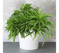 1 Peperomia Happy Bean | Plante en pot semi-succulente à feuilles persistantes | 15-25 cm