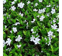 1 PETITE PERVENCHE VINCA MINOR "ALBA" ARBUSTE PERSISTANT PLANTE DE JARDIN EN POT