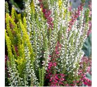 1 Pianta Calluna Vulgaris Tricolor In Vaso Da 12cm, Piante Da Esterno, Fiori Da Balcone