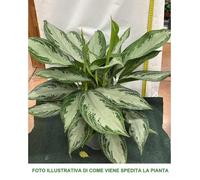 1 PIANTA DI AGLAONEMA SILVER BAY VASO 17CM PIANTA DA APPARTAMENTO PURIFICA L'ARIA