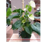 1 PIANTA DI ANTHURIUM ALASKA BIANCO IN VASO 17CM DA INTERNO APPARTAMENTO anturio