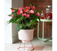 1 PIANTA DI ANTHURIUM MAINE ROSA IN VASO 17CM DA INTERNO APPARTAMENTO anturio