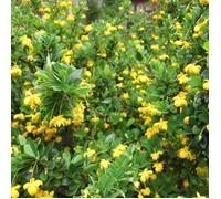 1 Pianta Di Berberis Buxifolia Nana Vaso 14cm