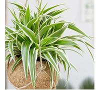 1 PIANTA DI CHLOROPHYTUM COMOSUM VITATUM O NASTRINO VASO 12CM